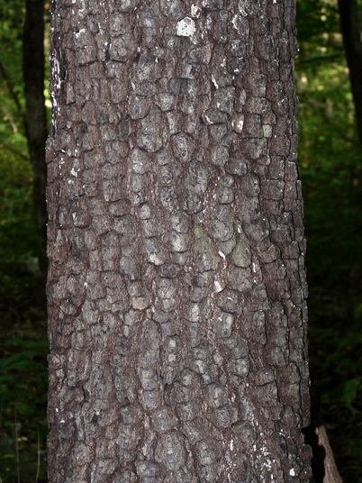 {Diospyros virginiana}